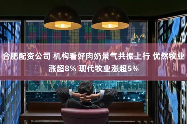 合肥配资公司 机构看好肉奶景气共振上行 优然牧业涨超8% 现代牧业涨超5%